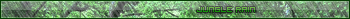 Jungle Rain